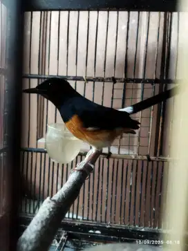 murai betina mapan