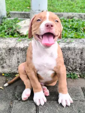 Anjing American Pitbull Terrier Lucu