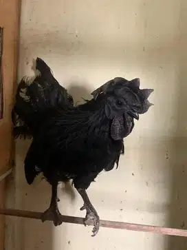 Ayam cemani paket ternak 1 jago 2 betina
