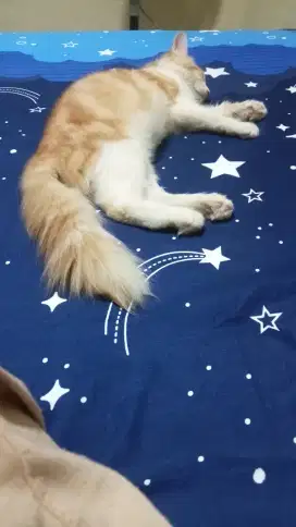 Lepas adopt persia medium