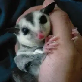 Sugar Glider WF White Face