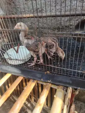 Ayam Bangkok anakan murah