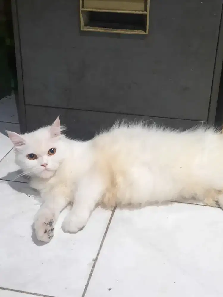 KUCING PERSIA BETINA PUTIH