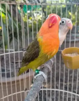Lovebird split pf split ino MM