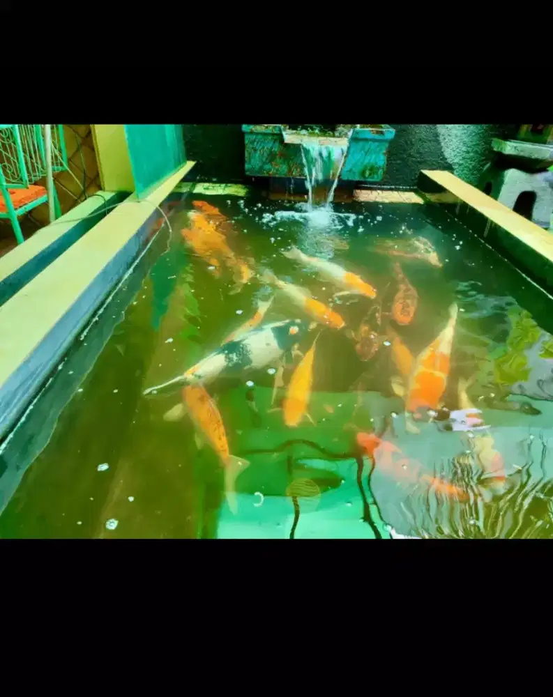 Jual Ikan Koi gemoii 16 ekor