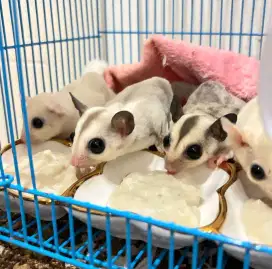 Sugar Glider Platmoz Jantan Platinum Mozaik Jantan