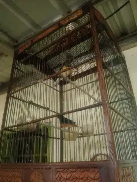 Murai batu kandang coklat