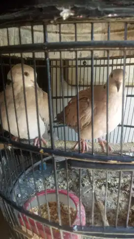 Puter pelung sepasang remaja fs