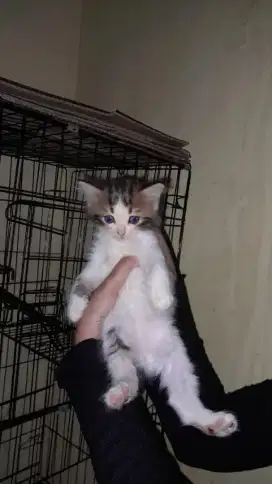 Persia Medium Bulu Kapas