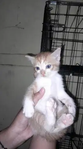Persia Medium Betina/Jantan