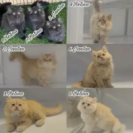 Kitten persia super aktif