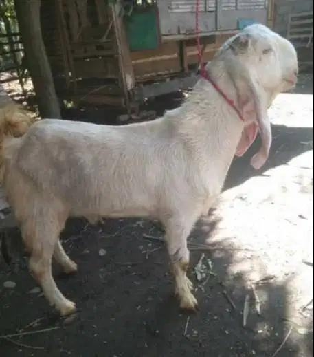 kambing jantan 30-40 kiloan siap potong nazar hajatan aqiqahan potong