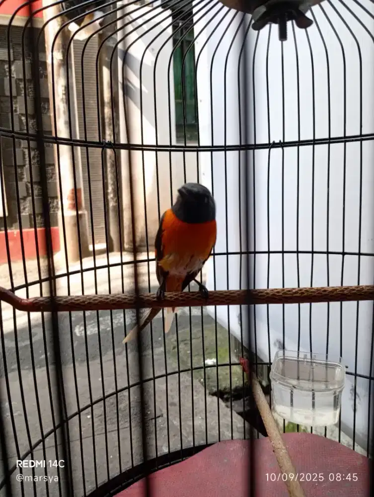 Mantenan kecil jantan
