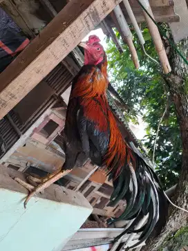 Jual ayam bangkok jantan