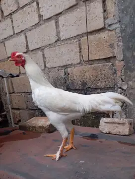 Ayam kampung putih jantan jago muda umur 7 bulan
