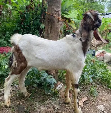 kambing jantan 30-40 kiloan 1 tahunan siap potong akikahan sedekahan