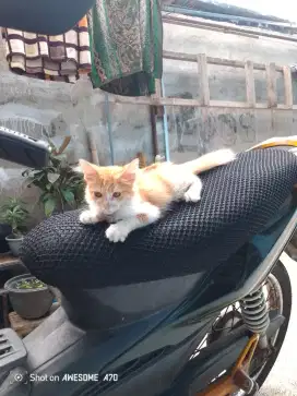 Anak kucing persia jantan