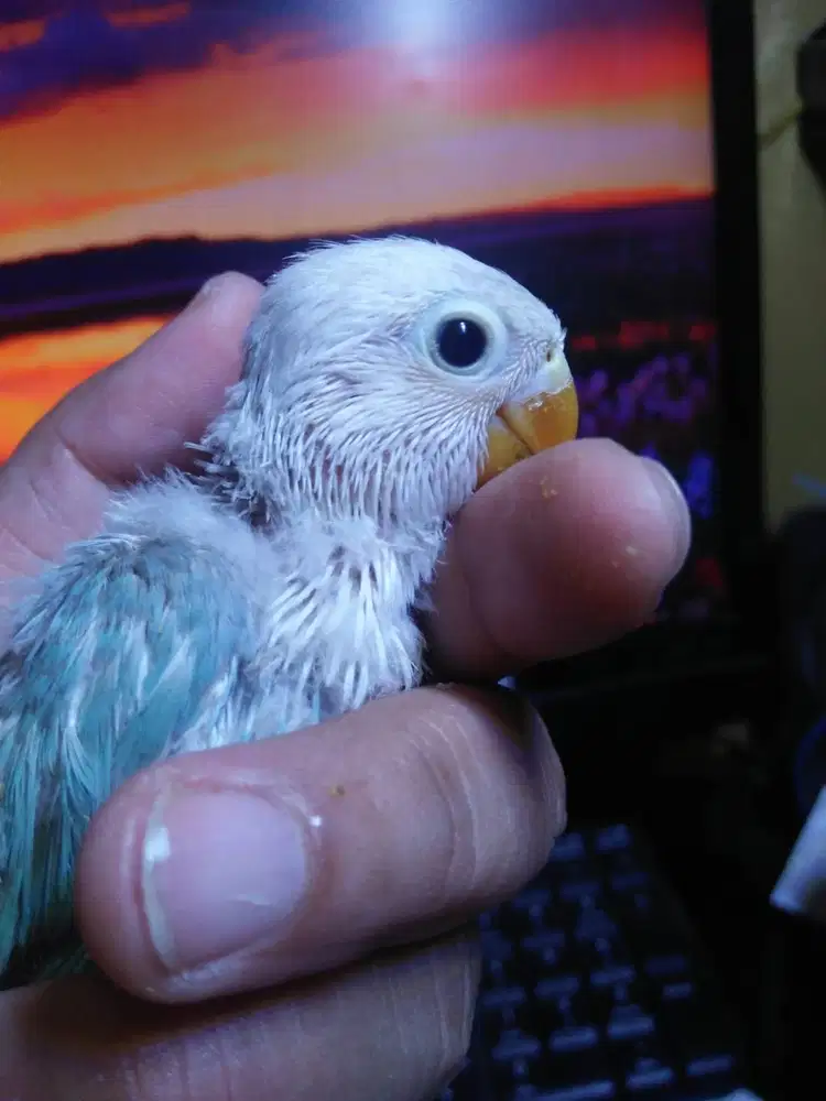 Burung loveBird Remaja