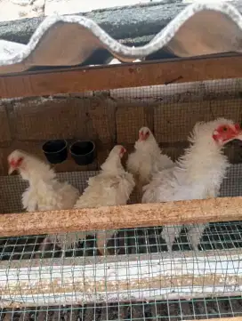 Ayam walik putih kampung umur 4 bulan