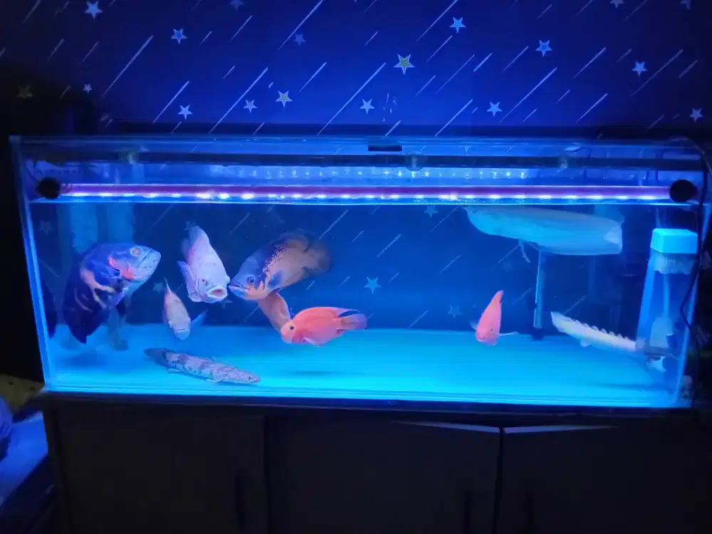 Aquarium Akuarium Ikan Hias / Ikan Predator 120×40×40