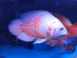 Ikan Predator Oscar Palmas Red Parrot Palmas Albino