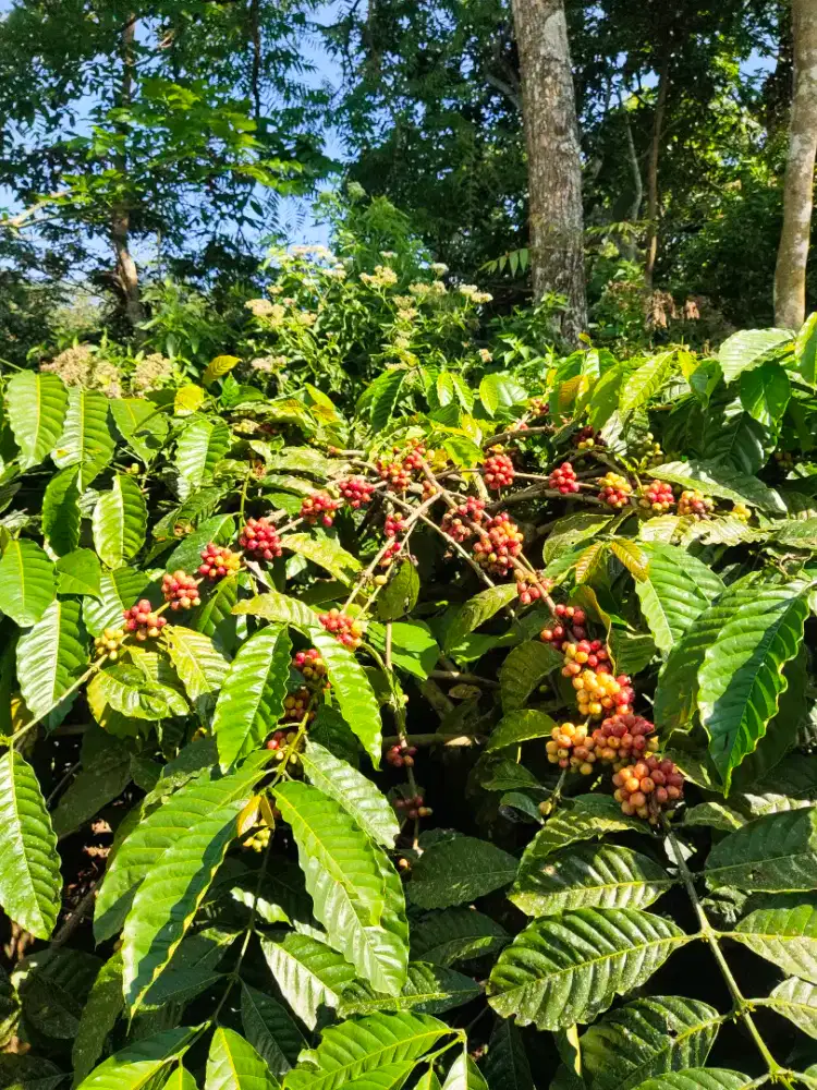 Jual kopi robusta petik merah biji/bubuk, dark/medium