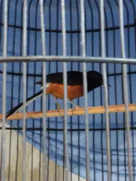 Burung murai batu medan