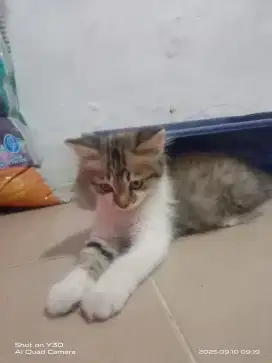 Kucing persia jantan