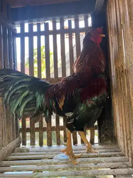 Ayam Jago Lok Depok