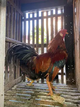Ayam Jago Lok Depok
