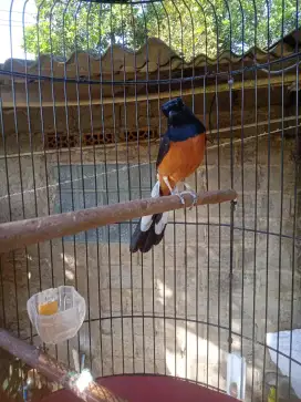 Burung murai batu