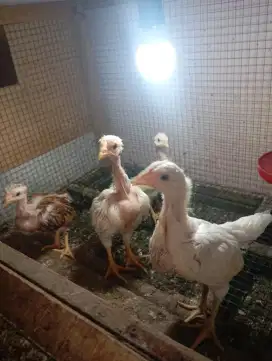 Ayam kampung putih anakan gundul silangan bangkok