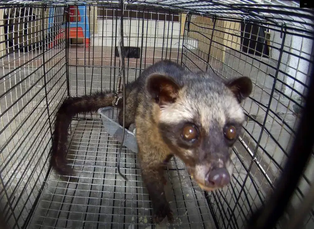 Musang Pandan Murah