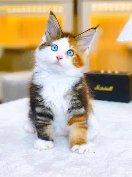 for sale mainecoon