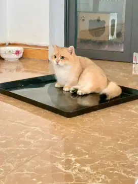 for sale munchkin bsh