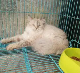 Betina gembull ekor kemoceng