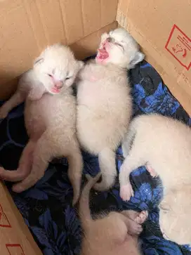 kucing persiaXhimalaya