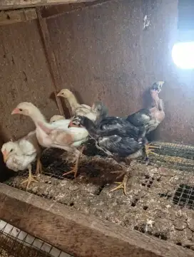 Ayam kampung putih anakan silangan bangkok ada 7 ekor