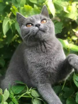 Kucing British Short Hair (BSH)