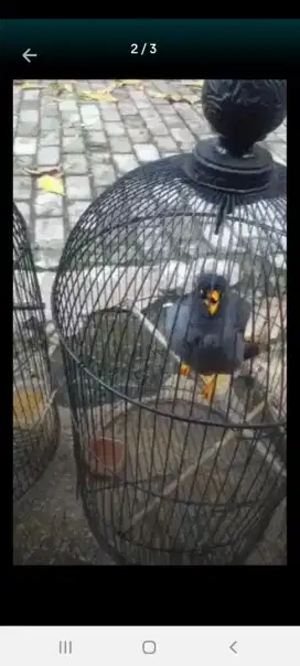Jalak kebo mata putih sepasang