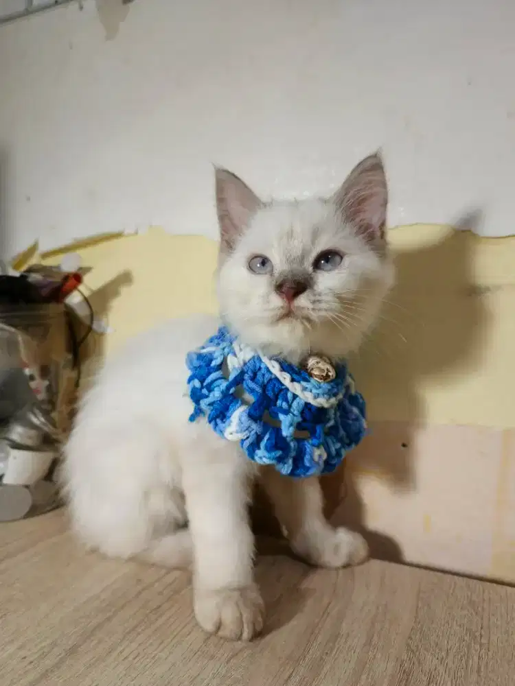 Kucing Persia Mix Mainecoon