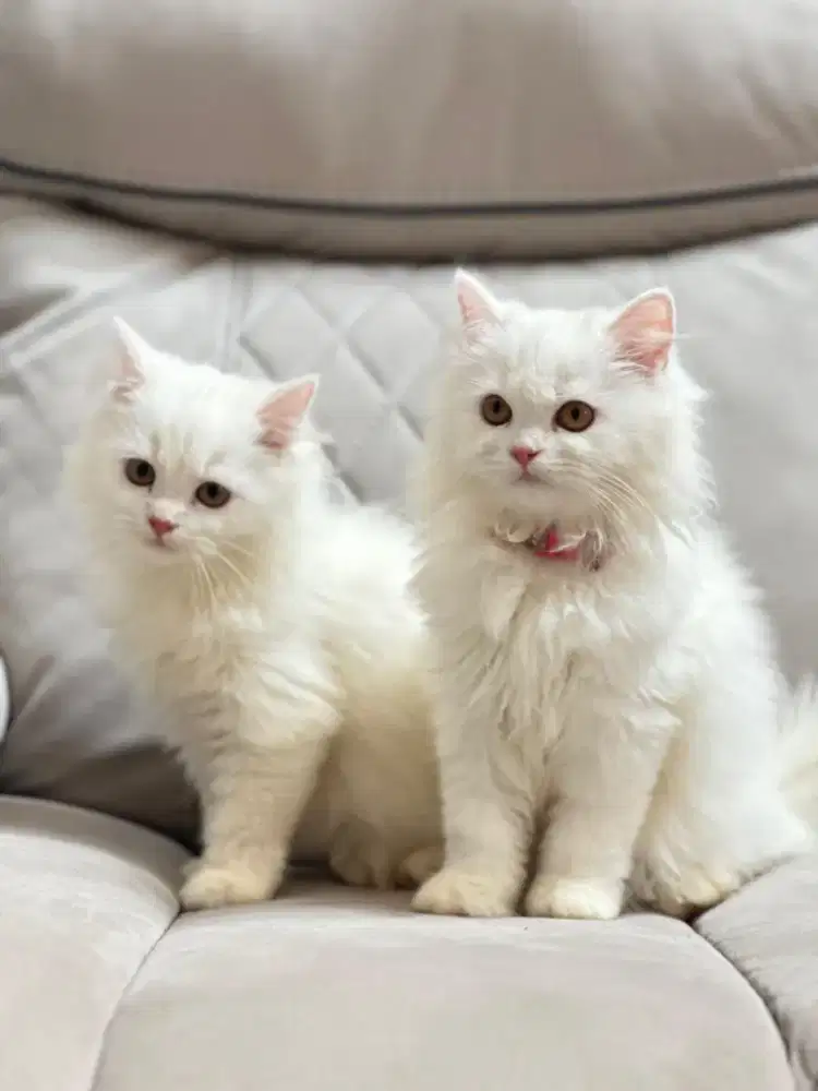 KITTEN KUCING PERSIAN  (WHITE SOLID)