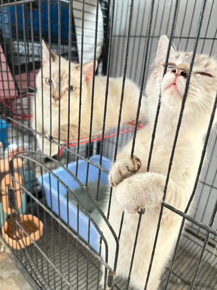 Jual kucing ragdoll