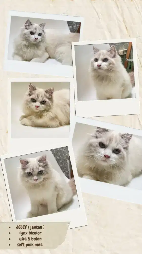 Kucing ragdoll non pedigree