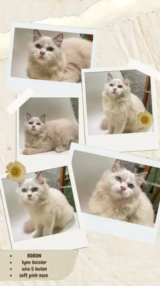 Kucing ragdoll nonped