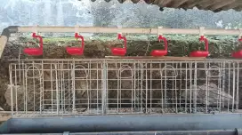 Kandang ayam petelur isi 6 komplit