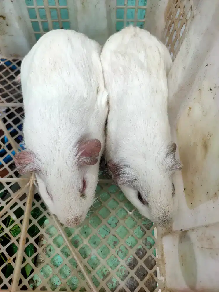 Indukan marmut California albino