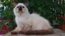 KITEN PERSIA MEDIUM BETINA 3 BULAN HIMALAYA SEAL POINT