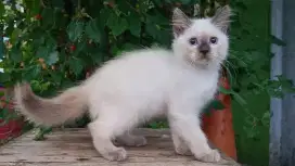 KITTEN PERSIA MEDIUM BETINA 3 BULAN HIMALAYA BLUE POINT