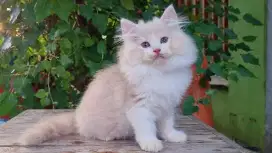 KITTEN PERSIA MEDIUM JANTAN 2 BULAN BICOLOR CREAM